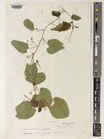 Image result for Adenia rumicifolia