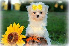 Experience a companion for your home that does well with children, loves people, and. Mal Shi Puppies For Sale In Louisiana Princess Puppies