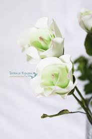 Maybe you would like to learn more about one of these? St Patrick Rose Flowers Nature Flowers Beautiful Flowers