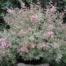 Learn about the different sizes and shapes of throw beads and specialty mardi gras beads. Mardi Gras Abelia Mardi Gras Abelia For Sale Plantingtree