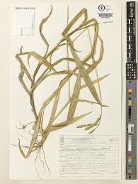 Image result for Urochloa eminii