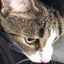 Summerville pet clinic dr bice. Veterinarians In Moncks Corner Yelp