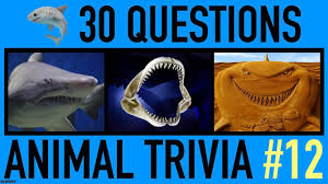 What&aposs a woman on a restricted diet to do? Animal Trivia Quiz 12 30 Shark Trivia Questions And Answers Sharks Pub Quiz Youtube