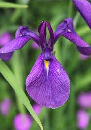 Japanese Iris