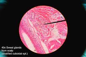 More images for stratified columnar epithelium under microscope » Stratified Cuboidal Epithelium Definition And Function Biology Dictionary