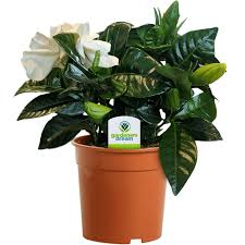 Flower delivery london and uk by flower station. Gardenia Jasminoides Cape Jasmine Evergreen Shrub Plants From Gardeners Dream Uk