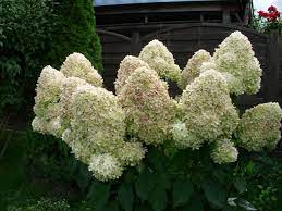The fall color of limelight prime hydrangea is more saturated than that of 'limelight', as seen in the background. Rispenhortensie Limelight Hydrangea Paniculata Limelight Baumschule Horstmann
