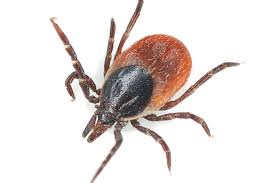 How to get rid of scorpions. Do Ticks Die In The Winter Terminix