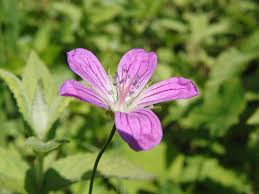 Image result for Geranium aculeolatum