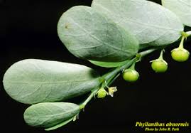Image result for Phyllanthus boehmii