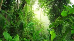 Use them in commercial designs under lifetime, . 30 720 Rain Forest Stock Videos Royalty Free Rain Forest Footage Depositphotos