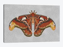 The atlas moth (attacus atlas) is a large saturniid moth found in the tropical and subtropical forests of southeast asia, and common across the malay archipelago.1. Atlas Moth Light Canvas Art By Angelika Parker Icanvas