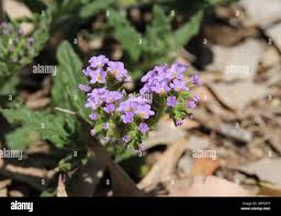 Image result for Heliotropium amplexicaule