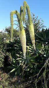 Image result for Agavaceae