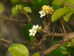 Image result for Catunaregam