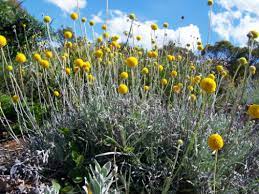 En yaygın kullanım yeri masa süslemesi ve gelin buketiymiş. Australian Plants Society Nsw Pycnosorus Globosus Billy Buttons