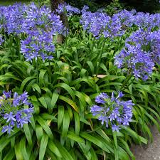 Image result for Agapanthus praecox