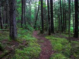 Portions Of The Npt Wind On Narrow Paths Through Some Of The Most Secluded Parts Of The Adirondack Park Thru Hiking Hiking Trip Appalachian Trail Hiking