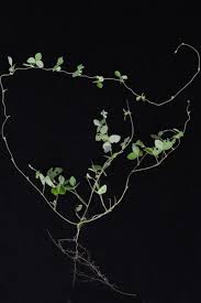 Image result for Macrotyloma africanum