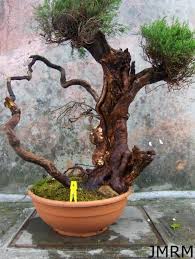 Image result for Erica arborea