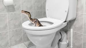 Huge Python In Toilet Gives Australian Family A Fright Shocks Locals My Worst Nightmare Snake Toilet New Homeowner