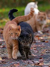 ‪What is a Community Cat? | Learn More About Stray or Feral Cats Living  Outdoors | Alley Cat Allies‬‏