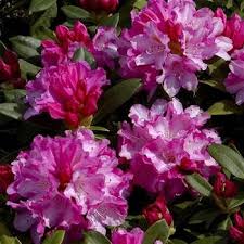 Rhododendron Fantastica Ericaceae 19 95 Plants Rhododendron Flowers