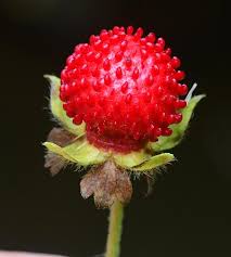 Image result for Duchesnea indica