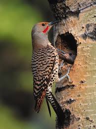 Meaning of flicker in english. Catch A Glimpse Of Northern Flickers During Fall Migration