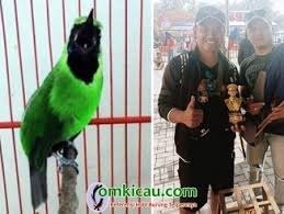 Burung cucak ijo cukup populer di indonesia sendiri yang ikut meramaikan dunia para kicau mania, karena suara khas yang dimiliki oleh burung menjadikan daya tarik tersendiri, yang memiliki suara kicauan yang ngerol yang menjadikan suara khasnya di cintai oleh para kicau mania. Burung Cucak Hijau Om Kicau