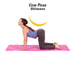 This gentle hip opener is such a good first trimester prenatal yoga pose because you can choose how intense you'd like it to be. How To Do Cat Cow Pose In Yoga Yogaoutlet Com