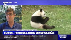 Check spelling or type a new query. Le Directeur Du Zoo De Beauval Estime Que La Naissance Du Nouveau Bebe Panda Aura Lieu D Ici Une Dizaines De Jours