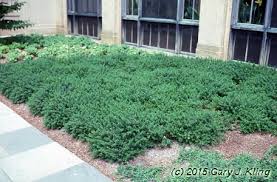 Image result for Clutia paxii