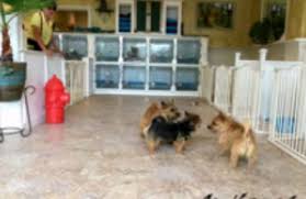 Your local dog groomer is as close as your neighborhood petsmart! Susie S Professional Pet Grooming 2408 S 120th St Omaha Ne 68144 Yp Com