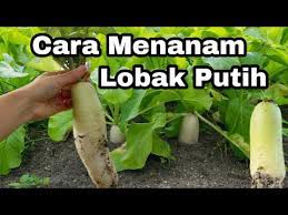 Begini cara menanam bawang putih di polybag atau pot yang baik dan benar untuk disimpan di halaman pekarangan rumah. Cara Menanam Lobak Putih Youtube