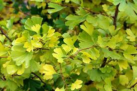Blame the callery pear for all those delightful springtime smells. How To Tell Ginkgo Sex Distinguishing Male And Female Ginkgo Differences