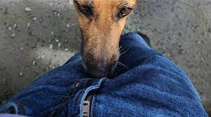 Why Do Dogs Sniff People's Crotches? 5 Reasons Behind This Disturbing  Behavior