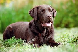 Check our list of puppies for sale now! Labrador Retriever Lab Dog Breed Information Characteristics Daily Paws