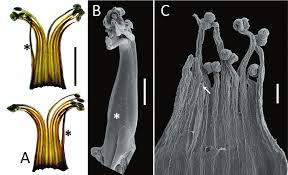 Image result for Andropterum