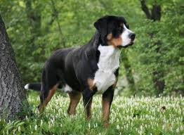 Maybe you would like to learn more about one of these? Greater Swiss Mountain Dog Dog Breed Health