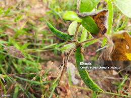 Image result for Macrotyloma uniflorum