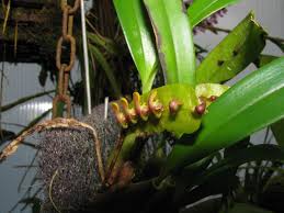 Image result for Bulbophyllum falcatum