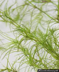 Image result for Najas