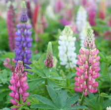 Lupine on 22 aastat pakkunud saksamaal kvaliteetselt toodetud tooteid. Lupine Russell Hybrids Plants For Bees And Butterflies Perennials Qfb Gardening