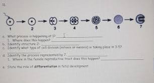 Maybe you would like to learn more about one of these? Why Are Cells Differentiated Brainly
