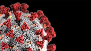 Snakes were originally suspected as a potential source for the outbreak, though other experts have deemed this unlikely and proposed bats as a reservoir instead. Some Good Coronavirus News Recovered San Diego Patients Showed Robust Immunity Kpbs