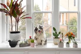 Plants That Are Poisonous To Dogs – American Kennel Club