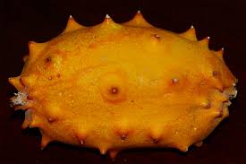 Image result for Cucumis engleri