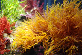 Dputt88 S 30 Gal Macro Aglae Cube Page 4 Saltwater Tank Nano Tank Reef Tank