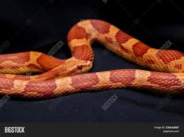 The corn snake (pantherophis guttatus) is a north american species of rat snake that subdues its small prey by constriction. Corn Snake Image Photo Free Trial Bigstock